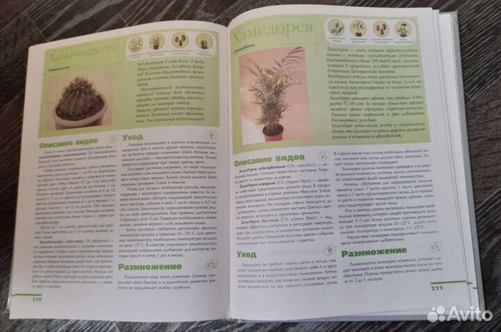 Комнатные растения, А. Бурлуцкая