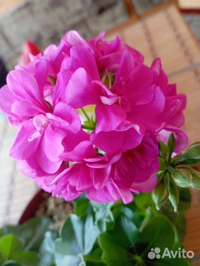 Герань пеларгония