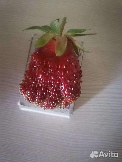 Земклуника Купчиха и Дар