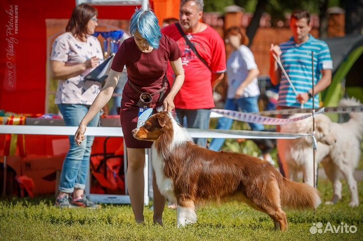 Хендлер для Вашей собаки