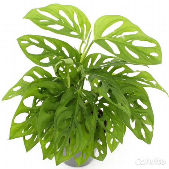 Монстера манки маск