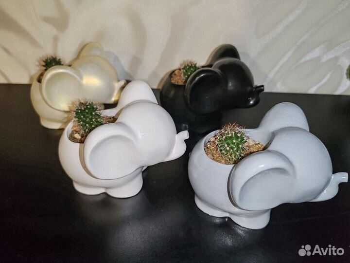 Кактус цветущий