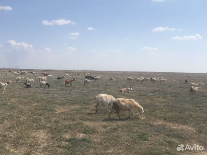 Коза с козлятами