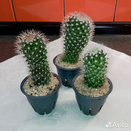 Маммилярия Бакеберга