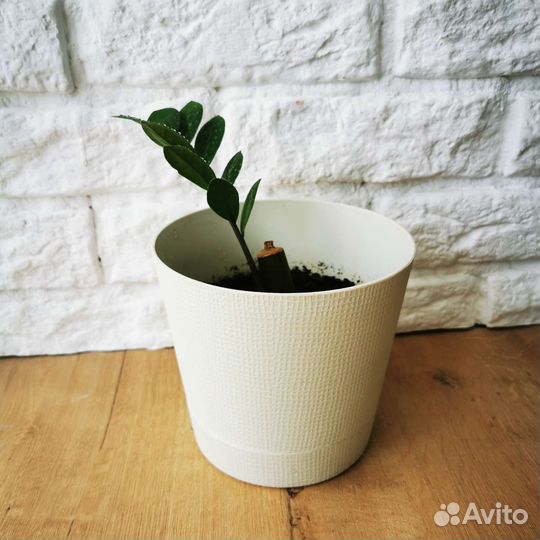 Замиокулькас