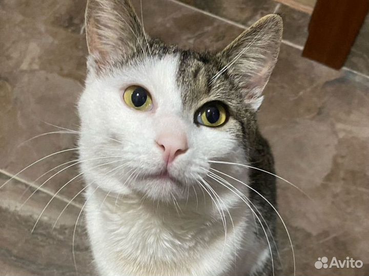 Отдается котик