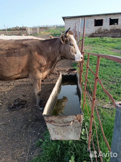 Корова дойная