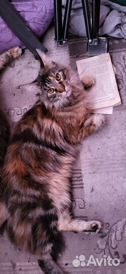 Кошечка Мейн кун