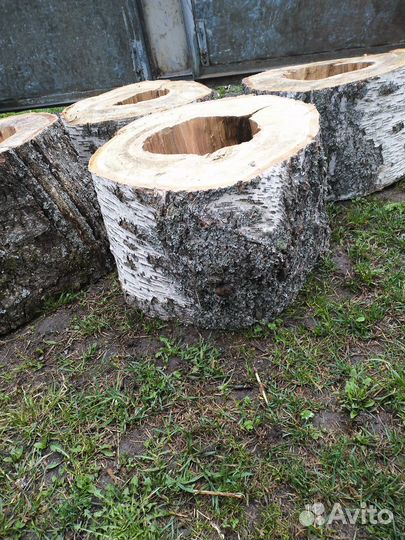 Березовые пни, торцевые спилы