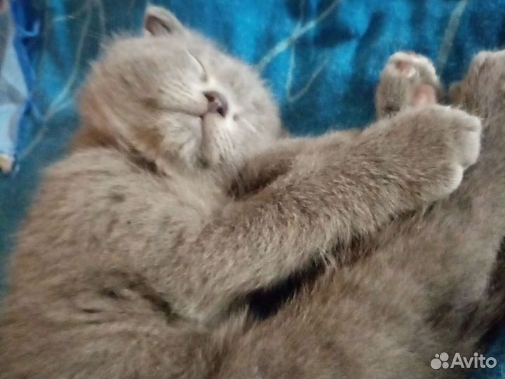 Британские котята