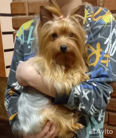 Йоркширский терьер