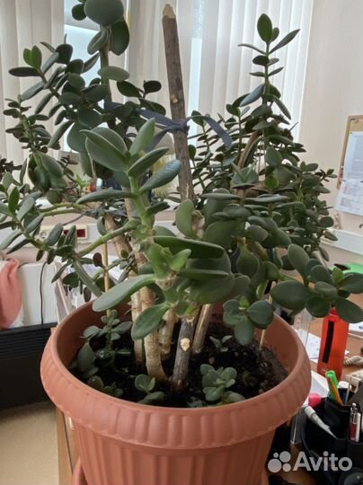 Сансевиерия.Пеперомия.Толстянка, Герань,Березка