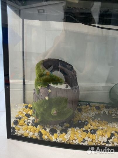 Аквариум