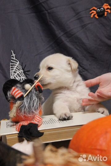 Лабрадор ретривер щенки