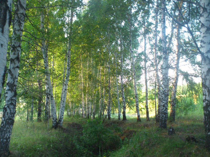 Участок 12,09 га (СНТ, ДНП)