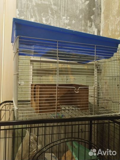 Клетки разные за вкусняшки