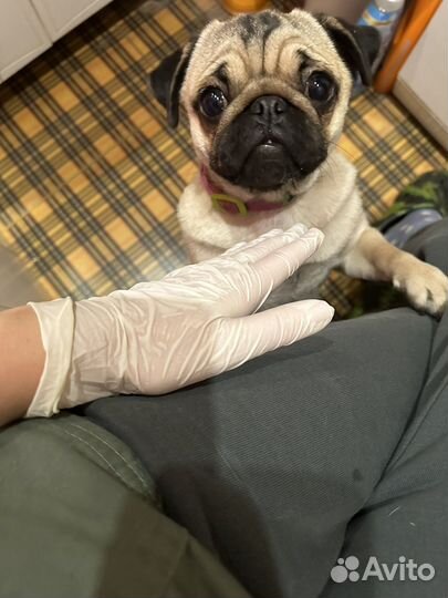 Ветеринарная консультация