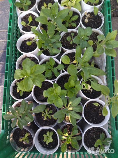 Продаю розы петуния георгины