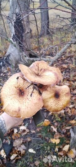 Грибы опята свежие