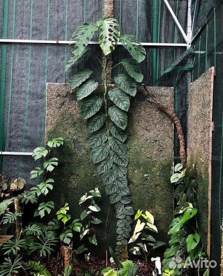 Монстера дубиа / monstera dubia