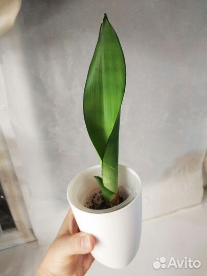 Сансевиерия муншайн