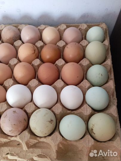 Яйцо для инкубации