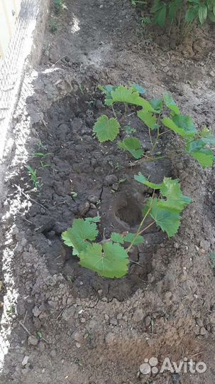 Саженцы винограда сорт Молдова