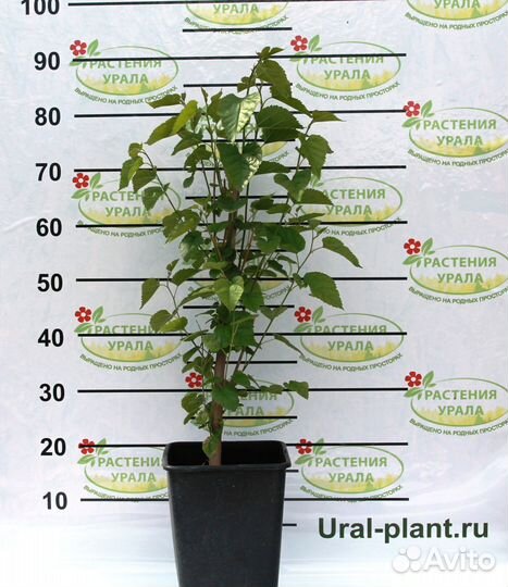 Саженцы шелковицы 140см