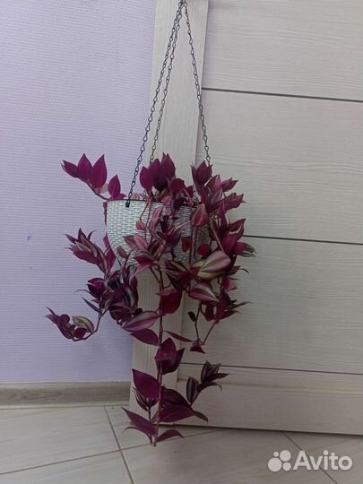 Традесканция комнатные цветы