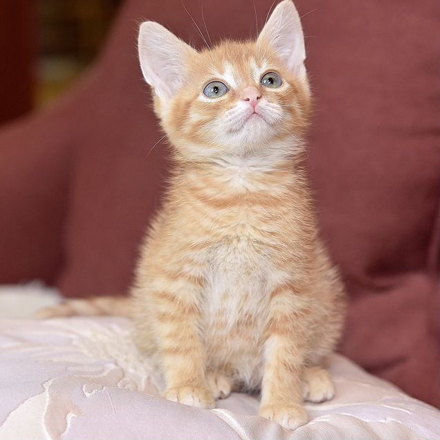 Котёнок в добрые руки