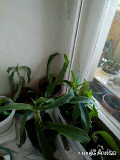 Золотой ус (ростки)