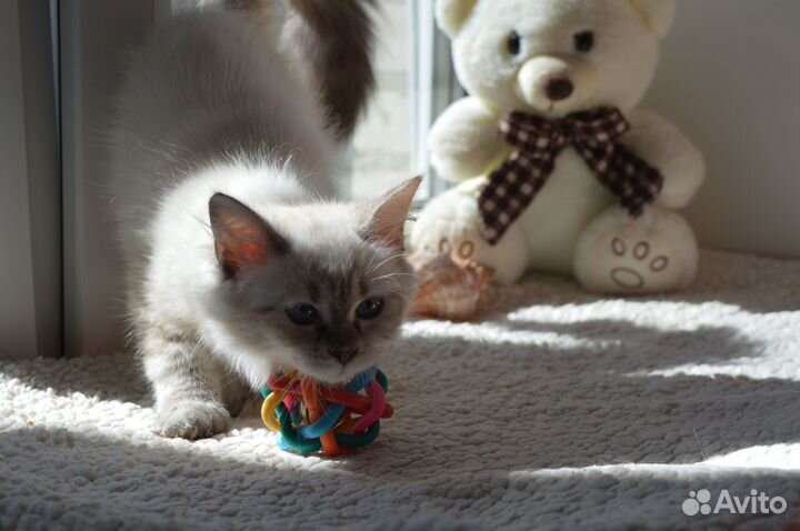 Невская малышка