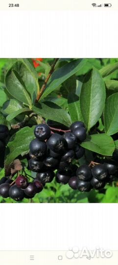 Черноплодная рябина ягоды