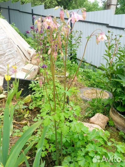 Сентябринки, Аквилегия, Ромашка Жёлтая