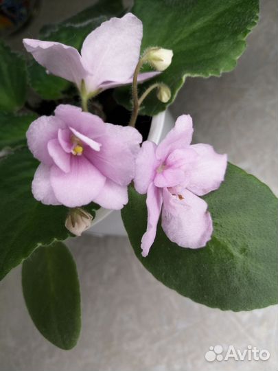 Фиалка цветущая