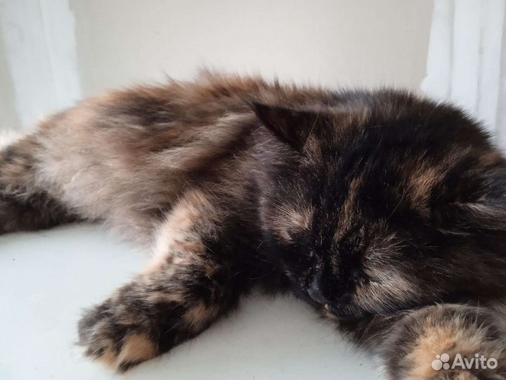 Молоденькая милая киса Черри