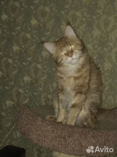 Кот на вязку