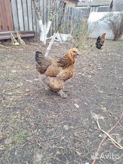 Куры петухи