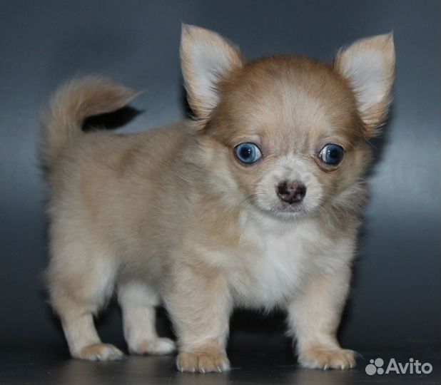 Чихуахуа лиловый мрамор