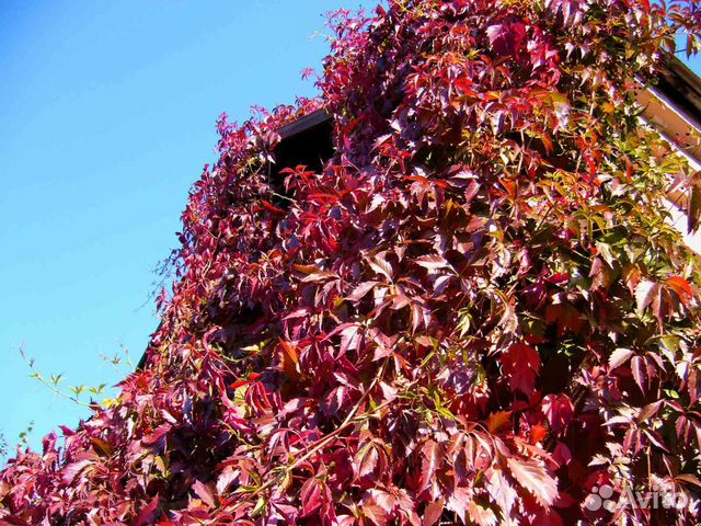 Виноград девичий