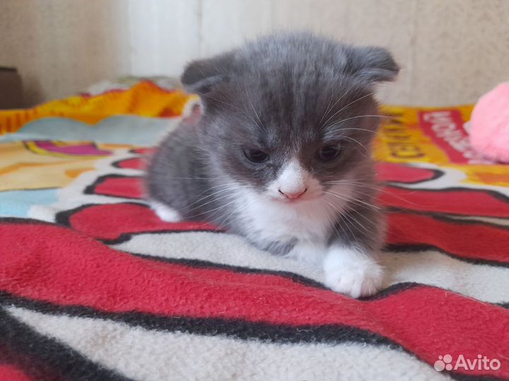 Шотландская вислоухая кошка бесплатно