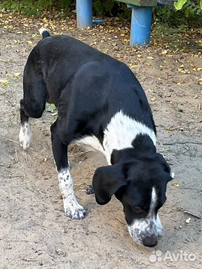 Собака в добрые руки