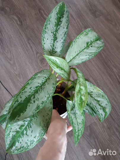 Аглаонема фридман, сильвер фрост