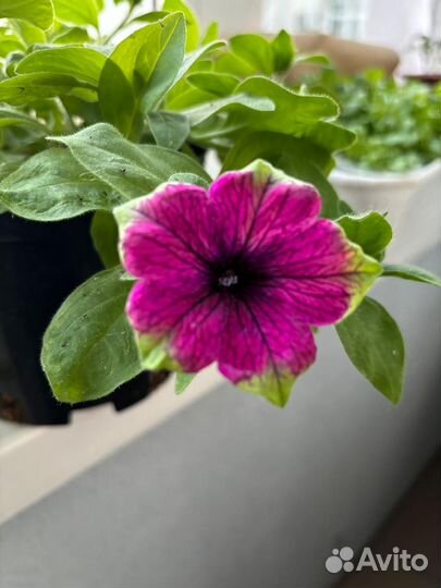 Петуния Crazytunia Kermit Purple