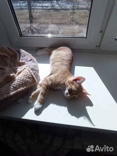 Котëнок в добрые руки