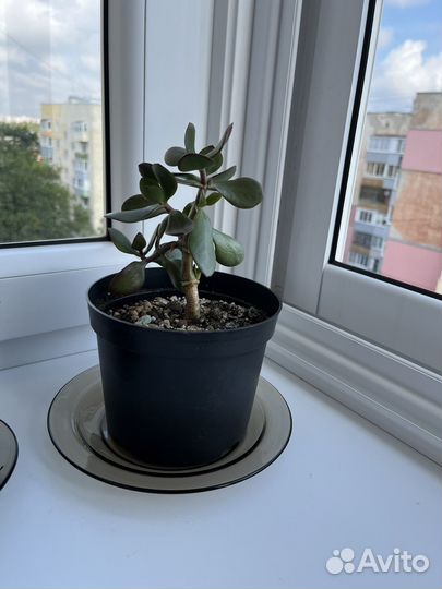 Крассула (денежное дерево)