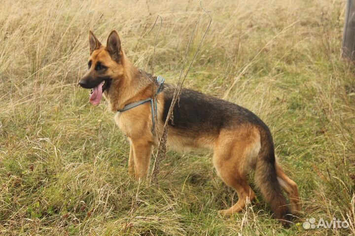 Щенки немецкой овчарки