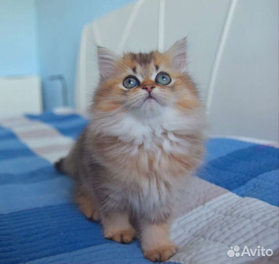 Шотландский котёнок