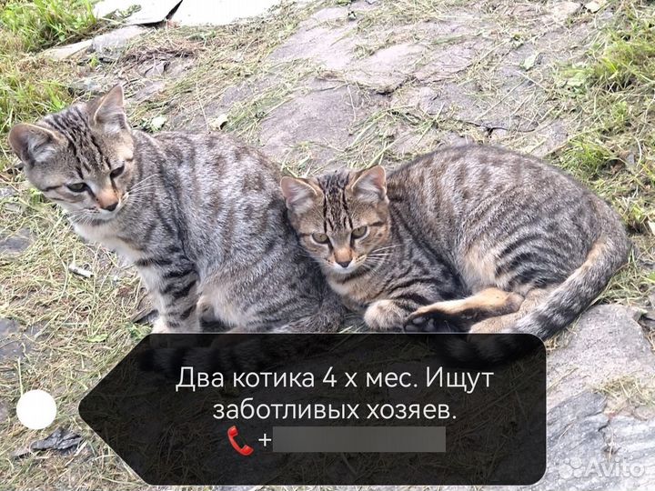 Котята
