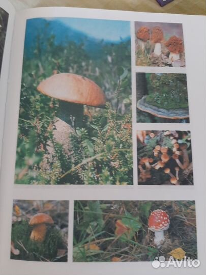 Зеленые страницы Плешаков А.А